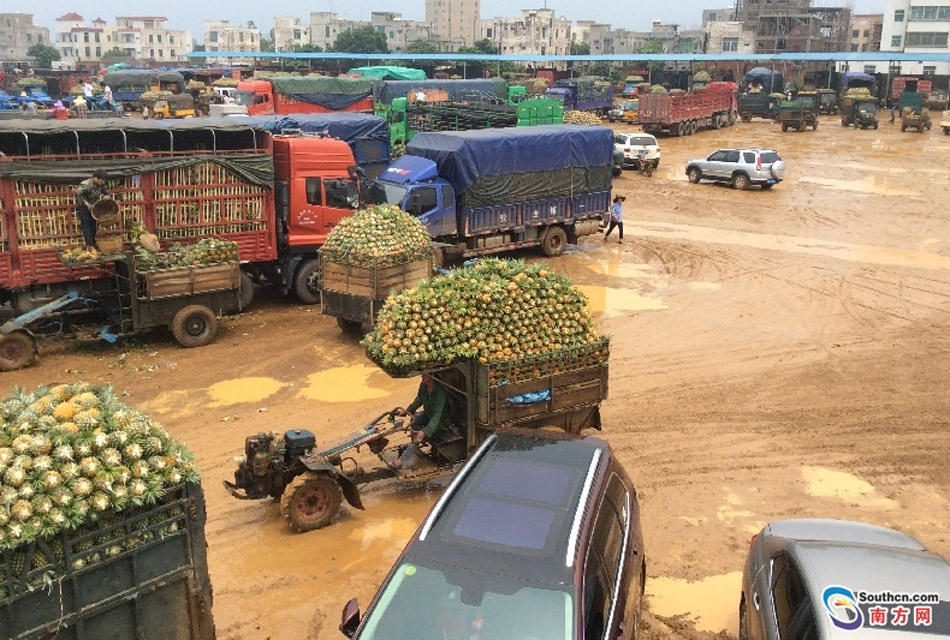 湛江菠萝滞销 大批买家赶到低价滞销情况初步