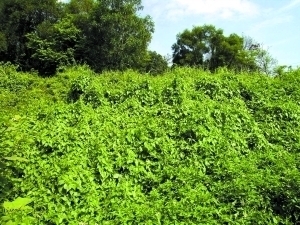 入侵物种薇甘菊