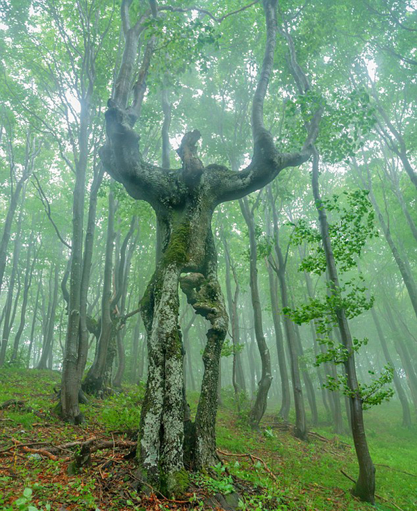保加利亚大树形状奇特,酷似人形.(网页截图)