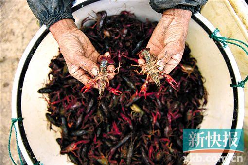 广东发布小龙虾消费提醒:吃小龙虾要选尾部蜷曲的