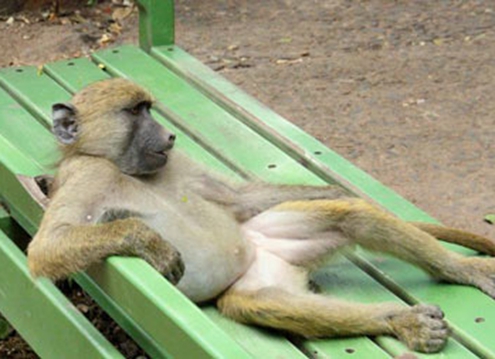 各类动物实力演绎“葛优瘫” 网友：萌萌哒