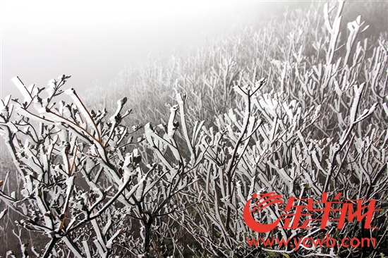 广东7市县昨发布寒冷橙色预警 降16℃!粤北山