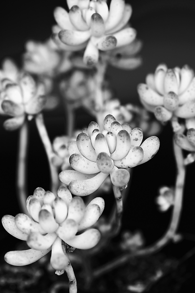 多肉市场暴利时代终结 100元可买一窗台