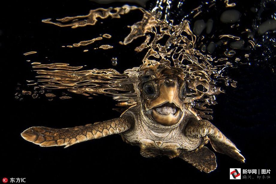 摄影师浮潜拍海龟回家：为重返海洋“欢唱”