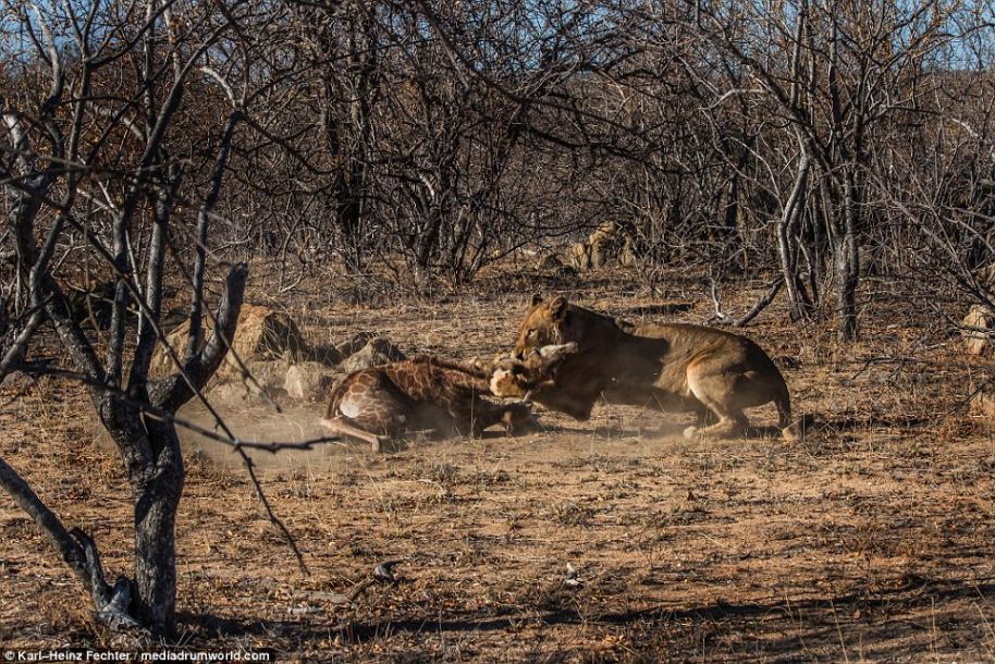 史诗级的战斗 看看长颈鹿与狮子谁更强