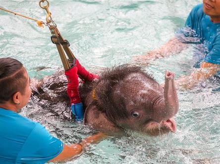 泰国小象水疗 憨态可爱