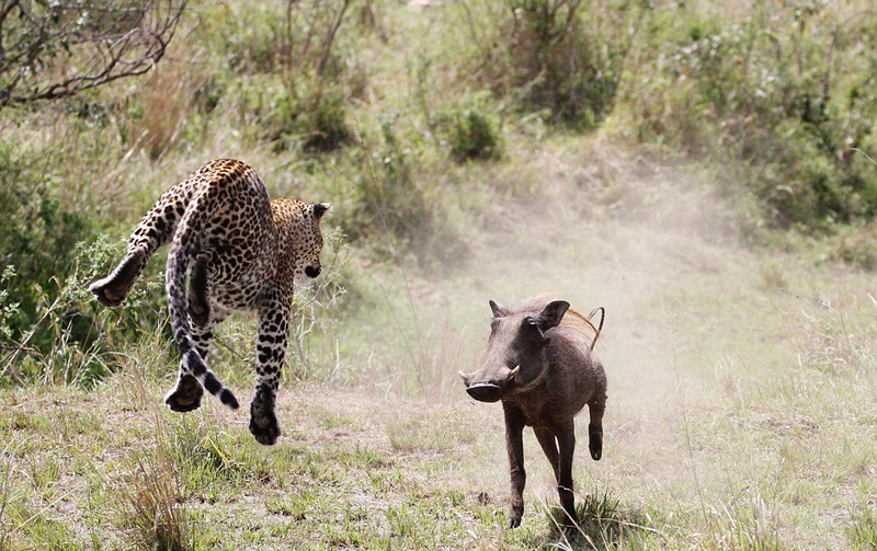 摄影师抓拍母豹飞身跃起捕食疣猪