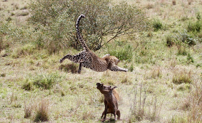 摄影师抓拍母豹飞身跃起捕食疣猪