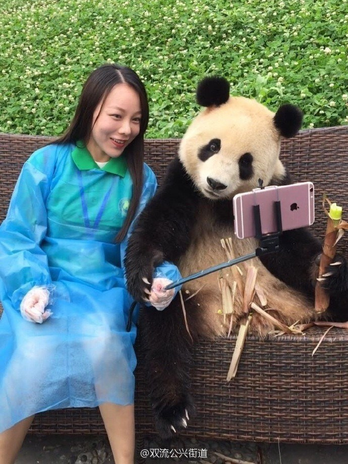 萌翻了！大熊猫与妹子合影居然会自己找角度