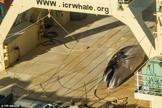 日本被曝又在南极偷猎鲸鱼 发现被拍立即“遮掩”