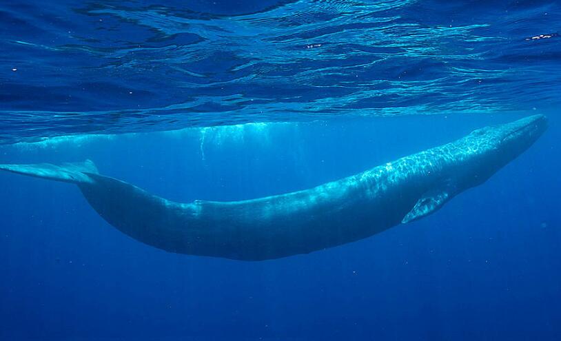 地球最长生物到底是啥？ 它秒杀了森蚺和鲸鱼
