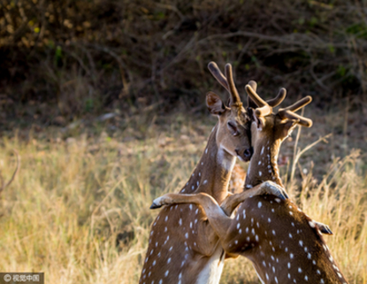 印度国家公园两只雄鹿玩“爱的抱抱”