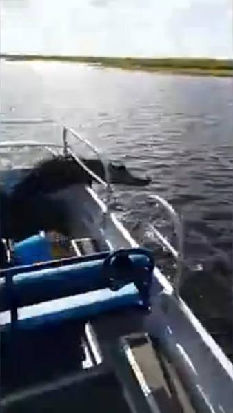 鳄鱼冲上游船吓坏游客 被卡观光船