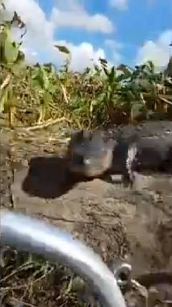 鳄鱼冲上游船吓坏游客 被卡观光船