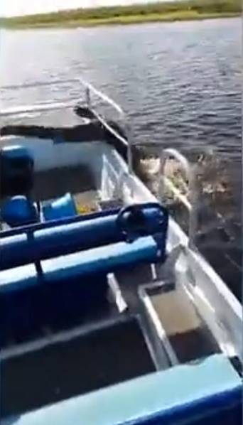 鳄鱼冲上游船吓坏游客 被卡观光船