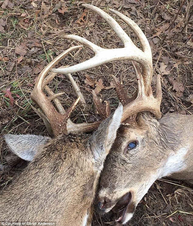 美国两雄鹿生死决斗后双双死亡 鹿角仍交织一起