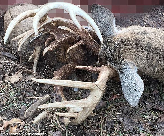 美国两雄鹿生死决斗后双双死亡 鹿角仍交织一起