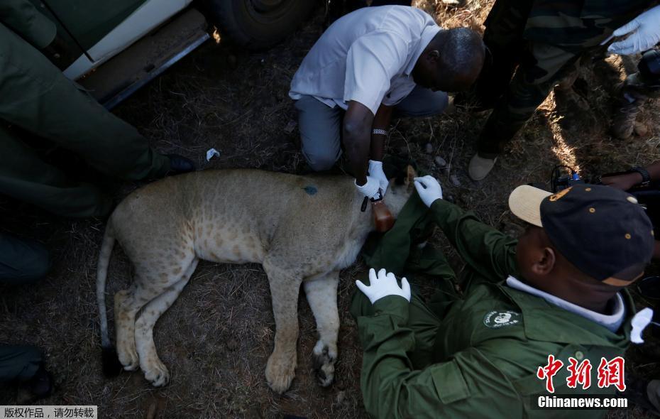 肯尼亚为狮子佩戴无线电项圈 草原之王一脸“不情愿”