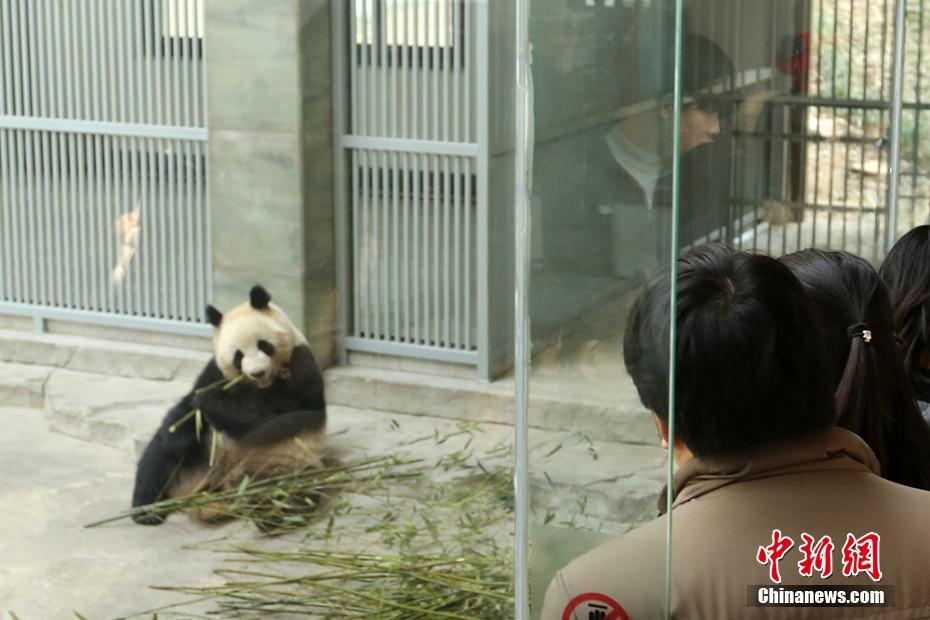 网红大熊猫享丰盛年夜饭 国宝也要快乐过大年