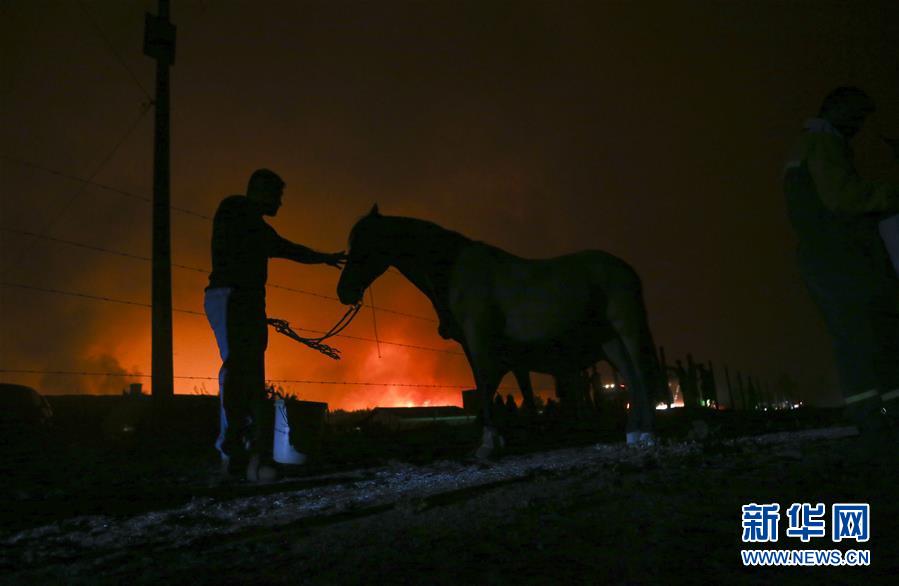 智利森林大火已造成11人死亡