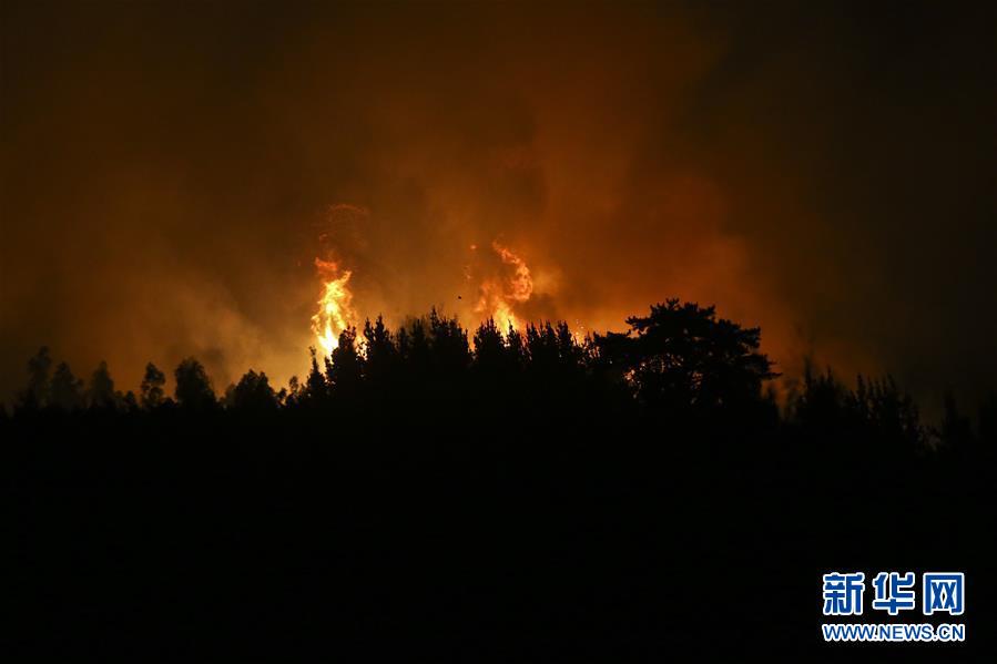 智利森林大火已造成11人死亡