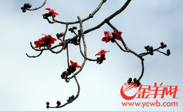 【网络媒体走转改】哇！广州今年的木棉开得如此早如此漂亮