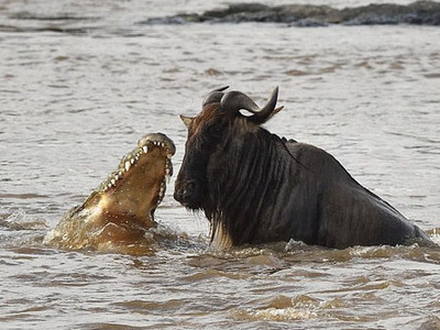 摄影师捕捉鳄鱼水中猎食角马画面