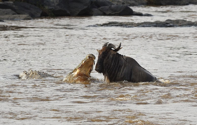 摄影师捕捉鳄鱼水中猎食角马画面
