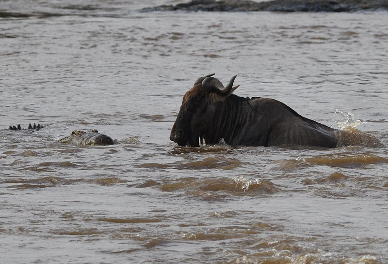 摄影师捕捉鳄鱼水中猎食角马画面