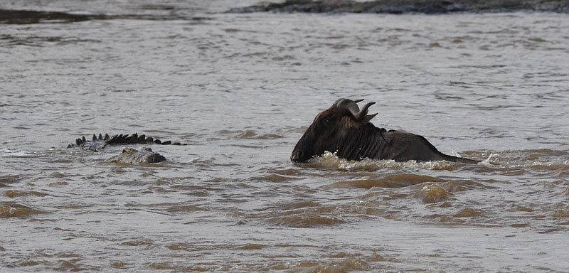 摄影师捕捉鳄鱼水中猎食角马画面