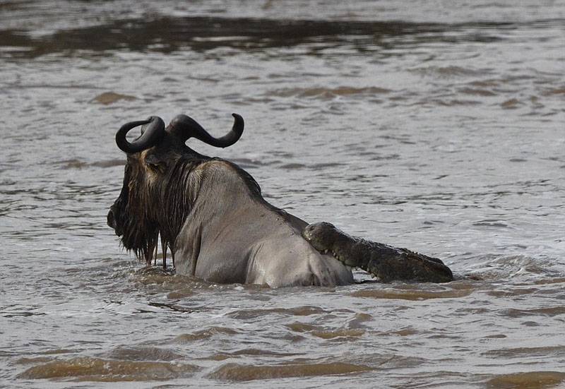 摄影师捕捉鳄鱼水中猎食角马画面