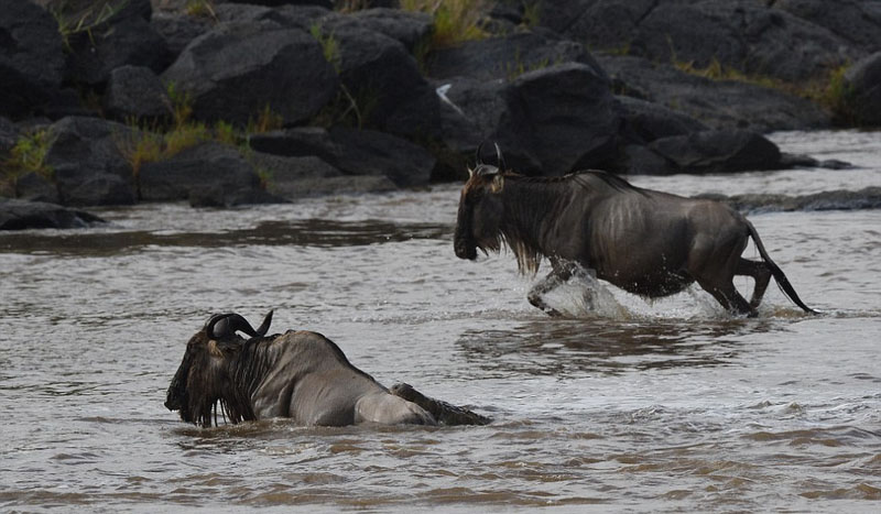 摄影师捕捉鳄鱼水中猎食角马画面