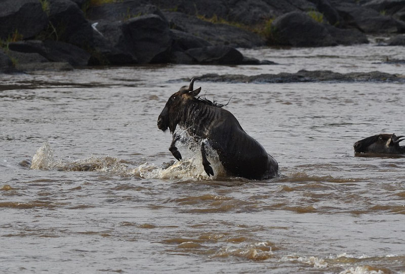 摄影师捕捉鳄鱼水中猎食角马画面