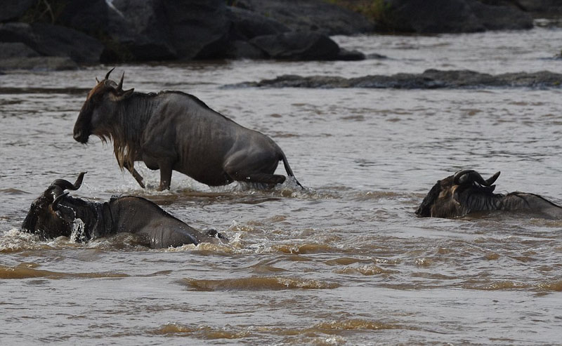 摄影师捕捉鳄鱼水中猎食角马画面