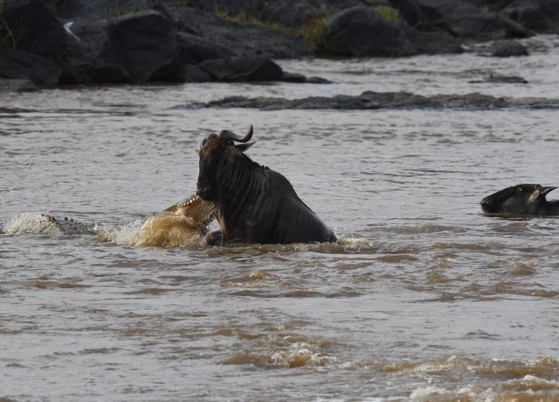 摄影师捕捉鳄鱼水中猎食角马画面