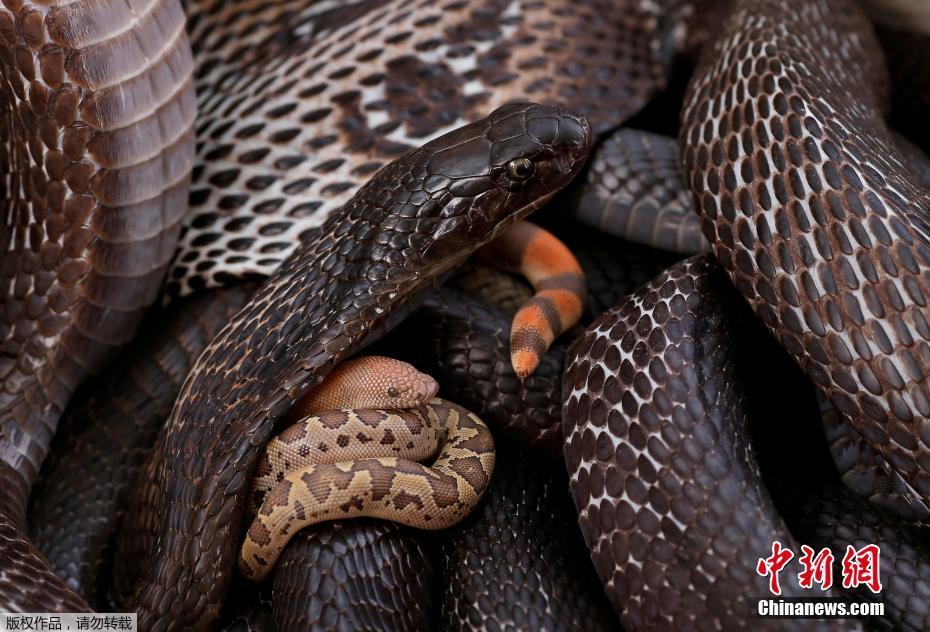 历史悠久的印度耍蛇者