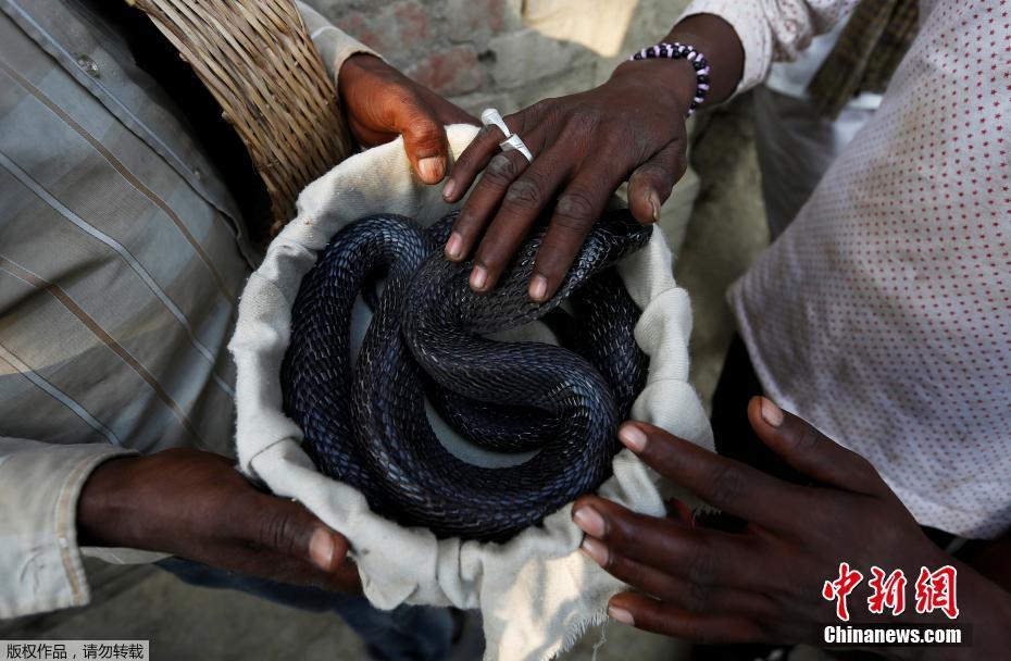 历史悠久的印度耍蛇者