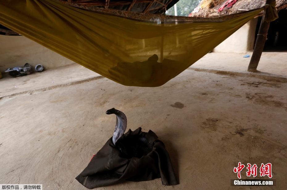 历史悠久的印度耍蛇者