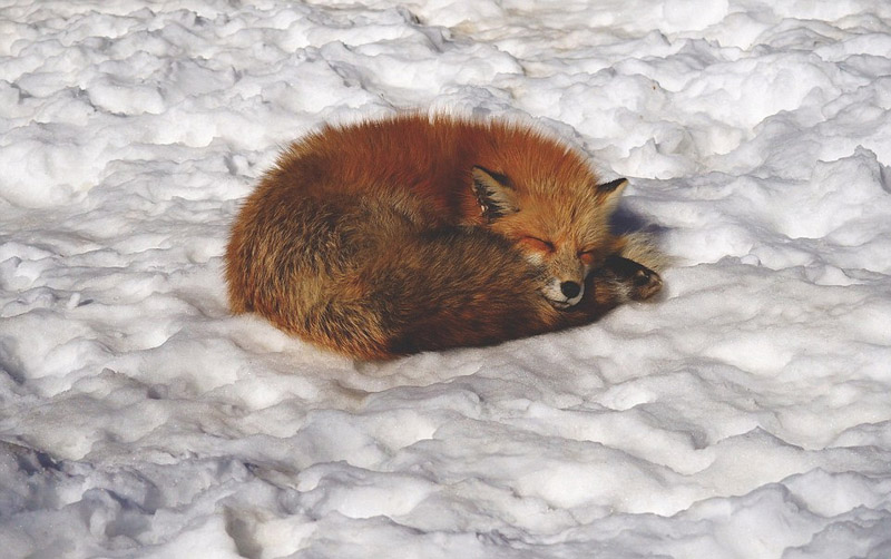 日本狐狸村百余只野狐玩耍打滚不惧人