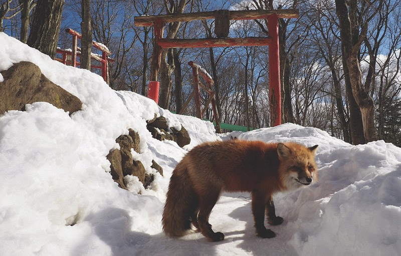 日本狐狸村百余只野狐玩耍打滚不惧人