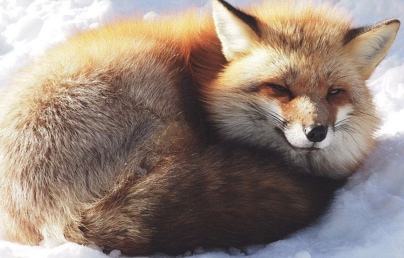 日本狐狸村百余只野狐玩耍打滚不惧人