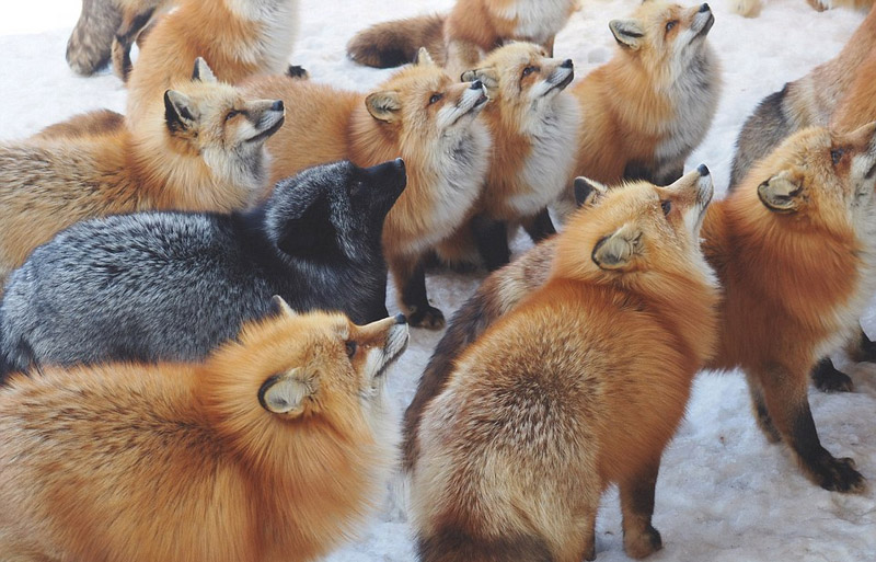 日本狐狸村百余只野狐玩耍打滚不惧人