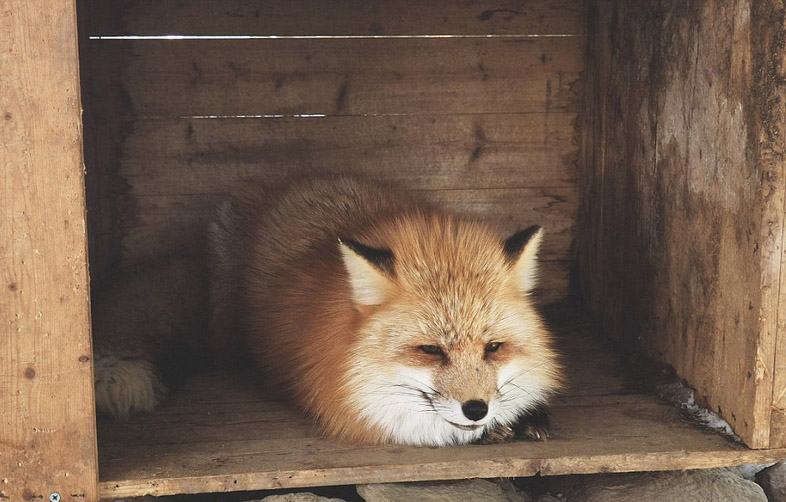 日本狐狸村百余只野狐玩耍打滚不惧人