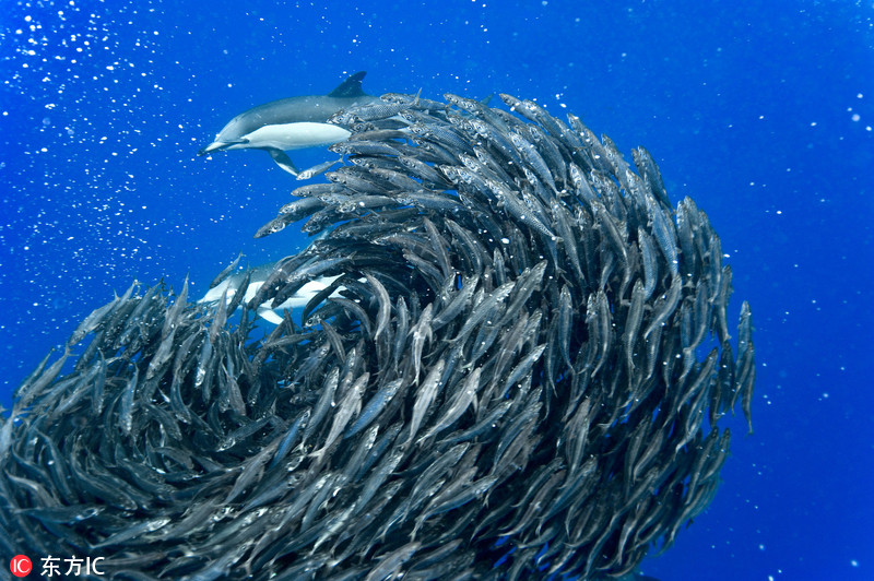 鱼群比心浪漫不成反遭海豚凶残捕食