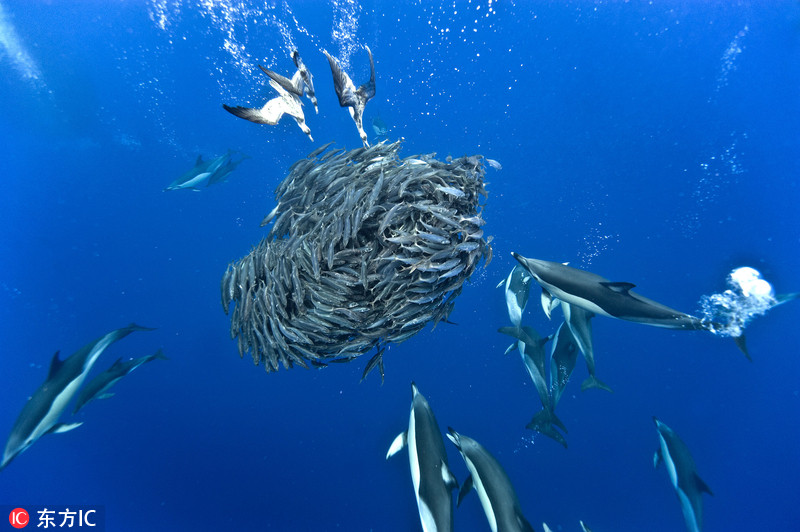 鱼群比心浪漫不成反遭海豚凶残捕食
