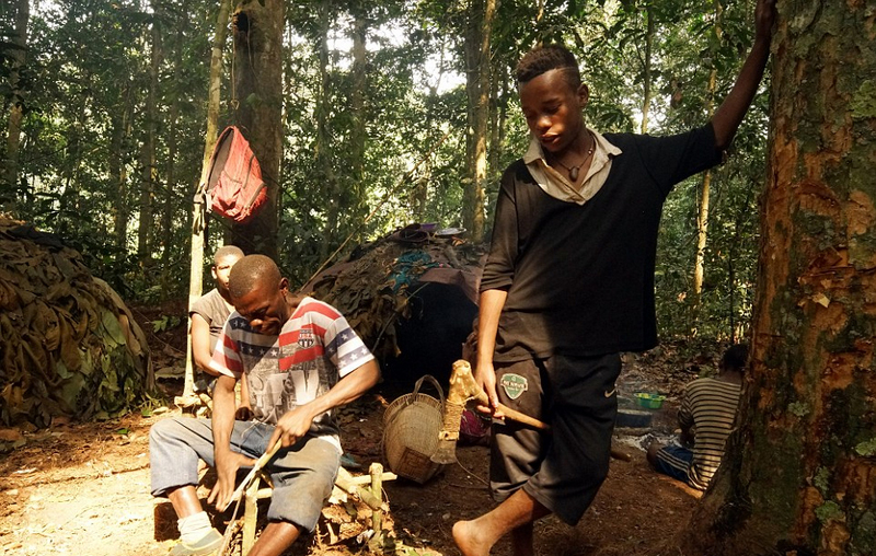 非洲侏儒部落土著寿命短 平均身高1米3