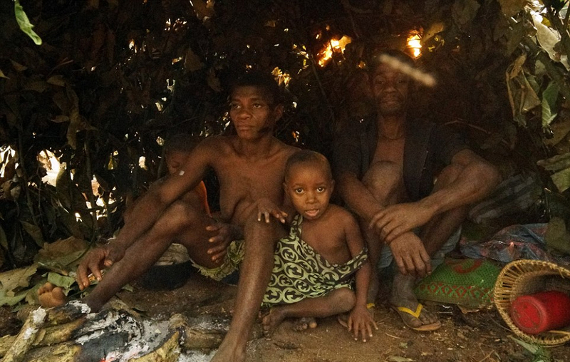 非洲侏儒部落土著寿命短 平均身高1米3