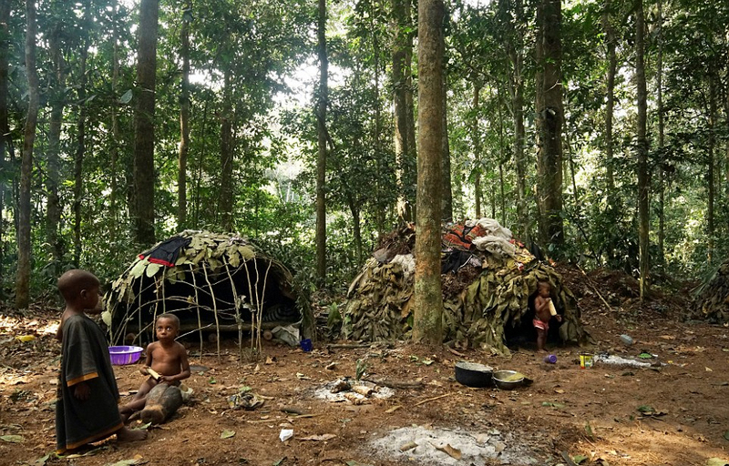 非洲侏儒部落土著寿命短 平均身高1米3