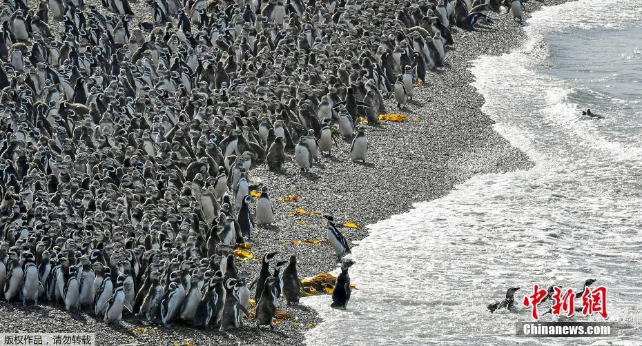 受美食诱惑 百万企鹅登陆阿根廷旁塔汤布岛
