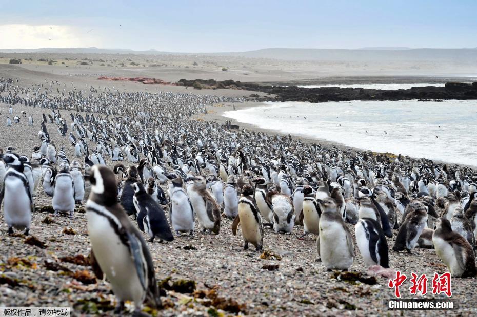 受美食诱惑 百万企鹅登陆阿根廷旁塔汤布岛